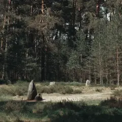 Kamienne kręgi w lesie, tajemniczy szlak kamiennych kręgów, gdzie historia splata się z naturą.