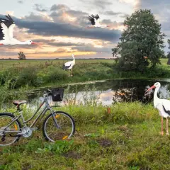 Rower czeka nad stawem, a bociany krążą nad łąką. To idealne miejsce na odkrywanie podlaskiego szlaku bocianiego.