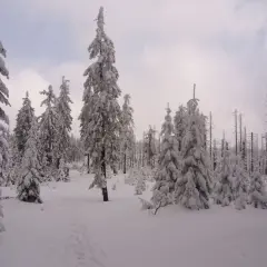 Śnieżny las na Kubalonce, gdzie ślady na śniegu prowadzą przez zasypane drzewa. Wisła w zimowej odsłonie.