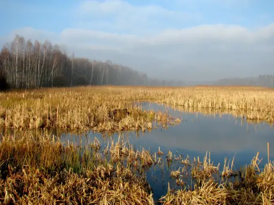 Kozłowa Góra - Spacer, ptaki i relaks nad wodą